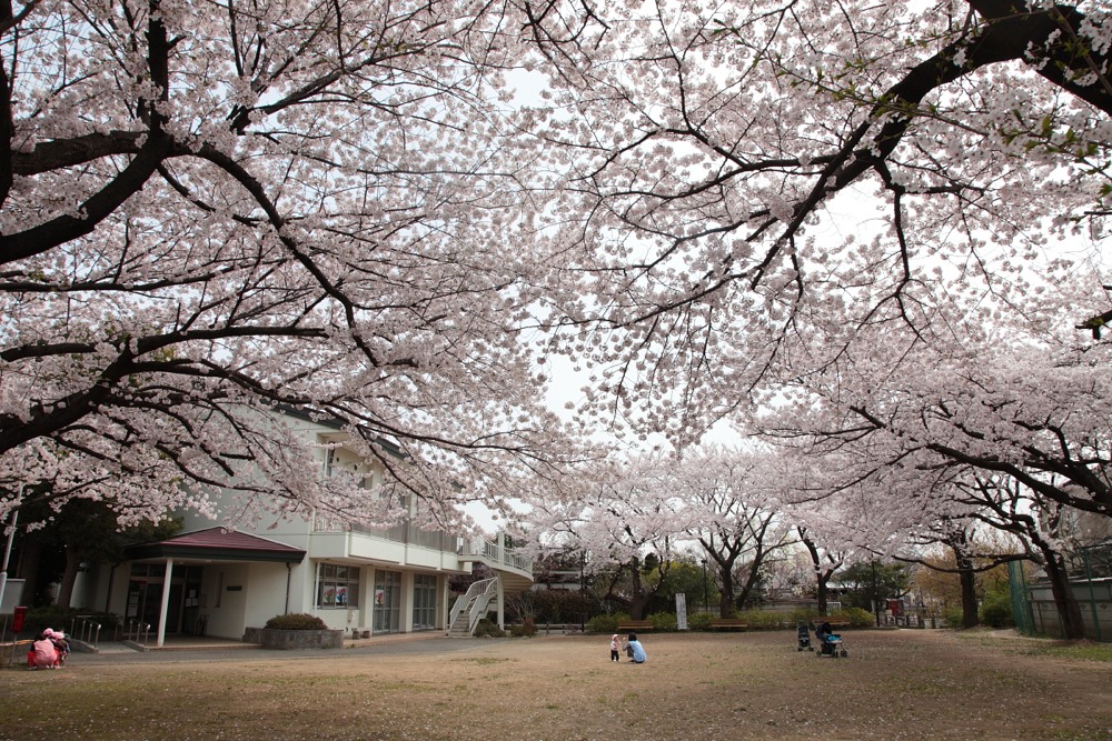 大丸地区会館の桜の木