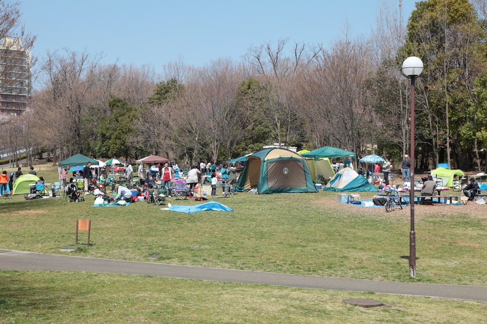 若葉台公園の桜の木