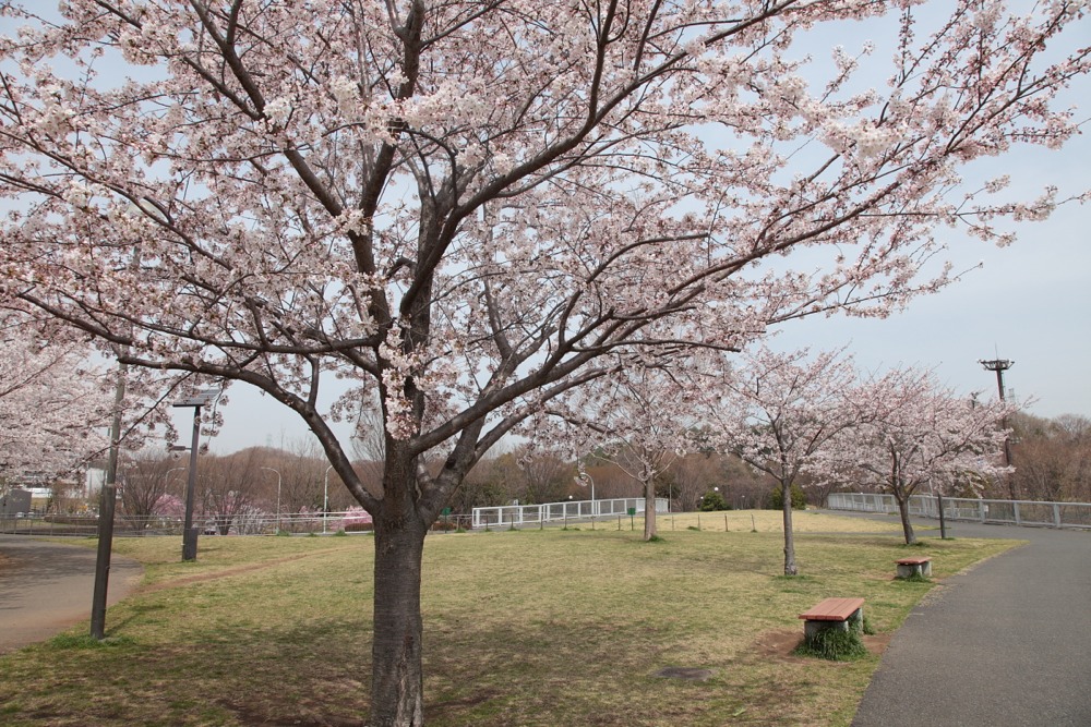 若葉台公園の桜の木