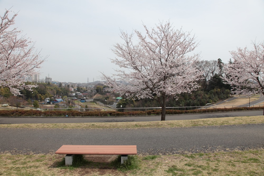 若葉台公園の桜の木