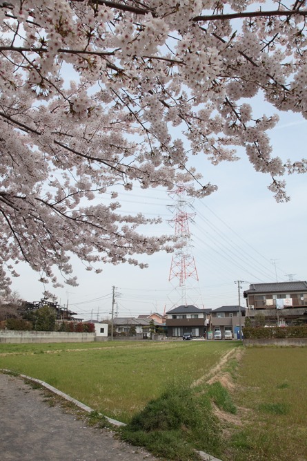 大丸用水沿いの桜の木