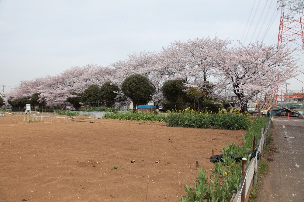 大丸用水沿いの桜の木