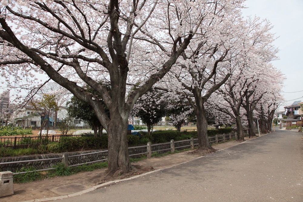 大丸用水沿いの桜の木