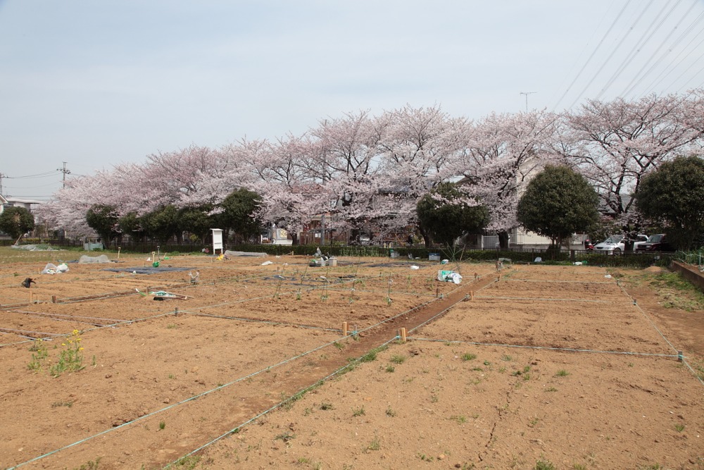 大丸用水沿いの桜の木