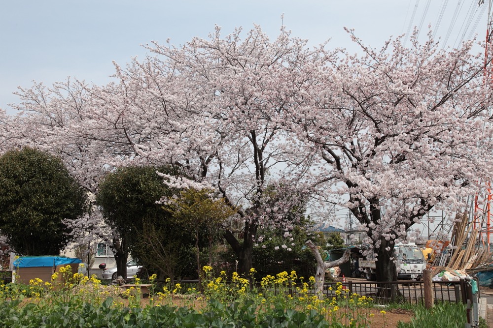 大丸用水沿いの桜の木と菜の花