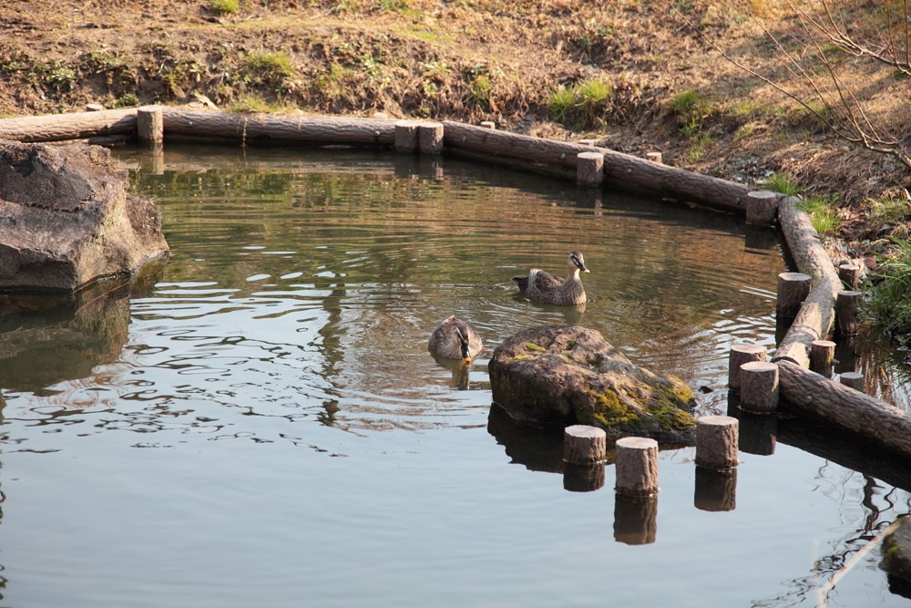 上谷戸親水公園の池を泳ぐカモ