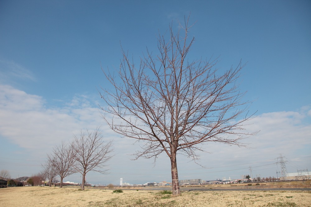 北緑地公園の桜並木