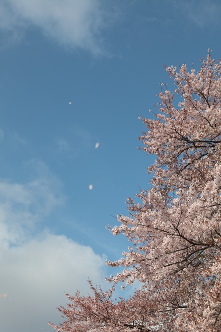 稲城市立稲城第二小学校 空を舞う桜の花