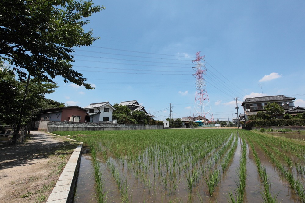 大丸用水と田んぼ