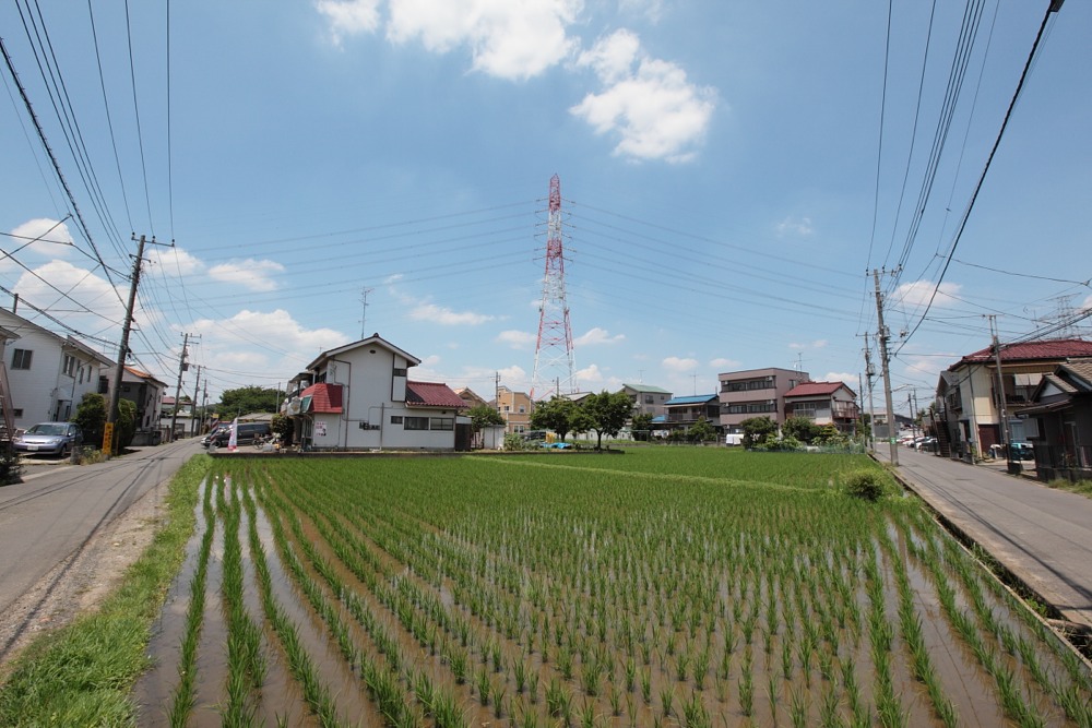 初夏の田んぼ