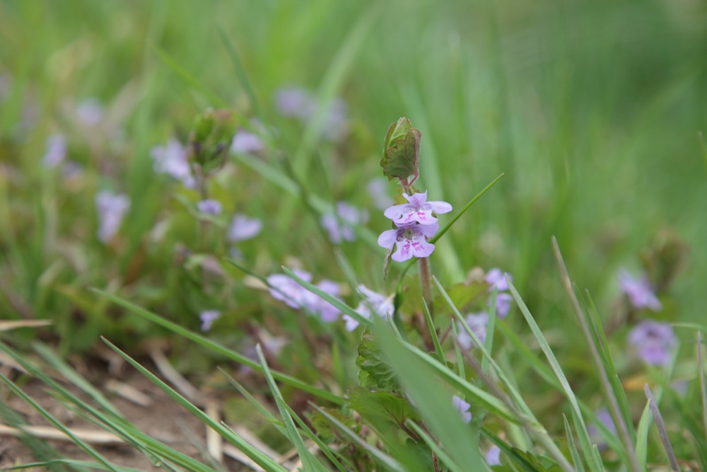 多摩川の草花