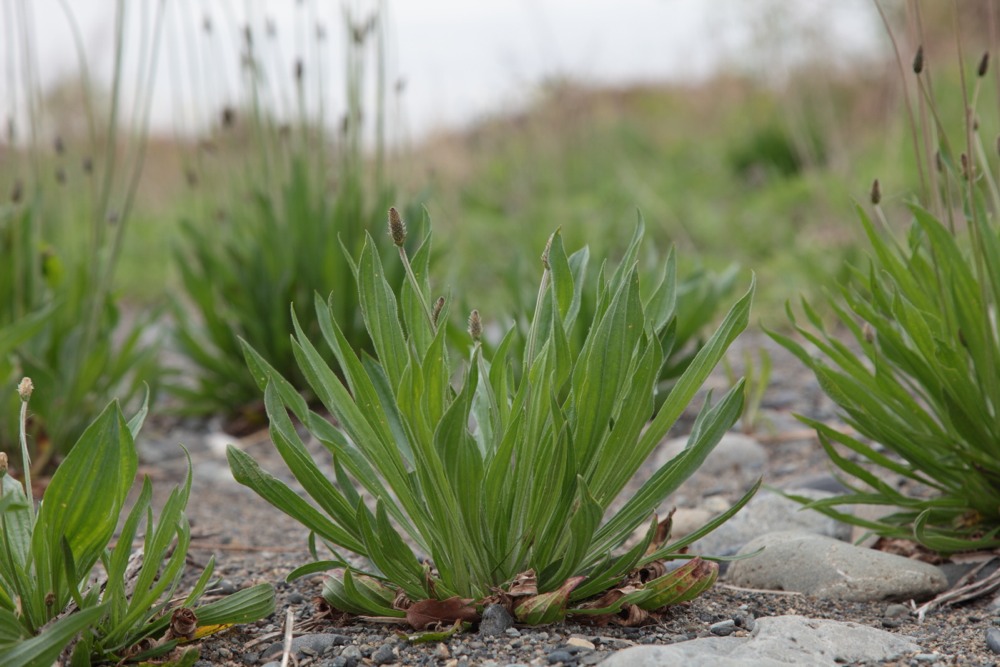 多摩川の草花