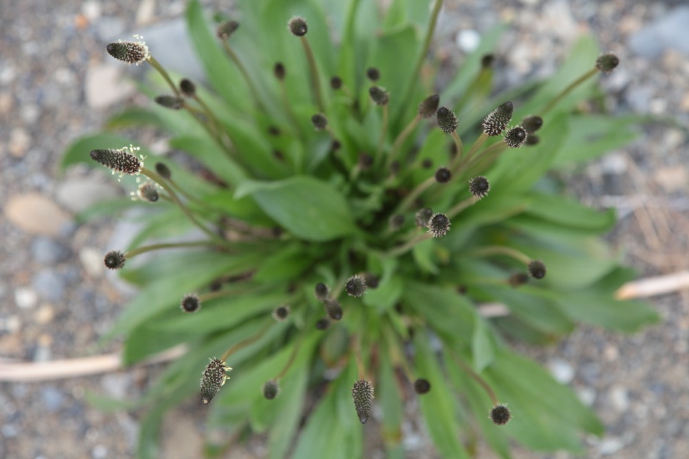 多摩川の草花