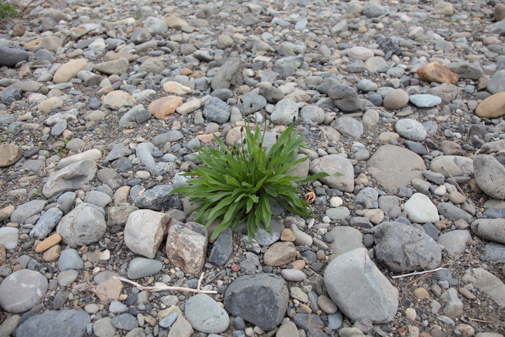 多摩川の草花