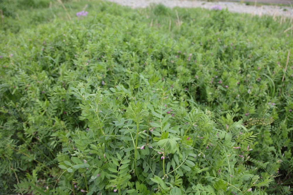 多摩川の草花