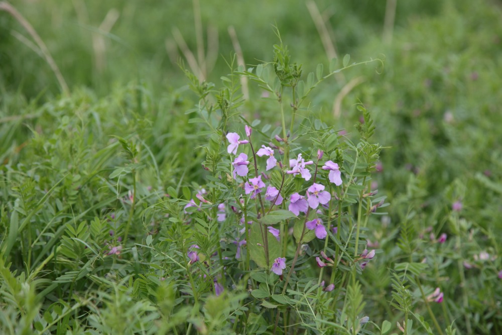 多摩川の草花