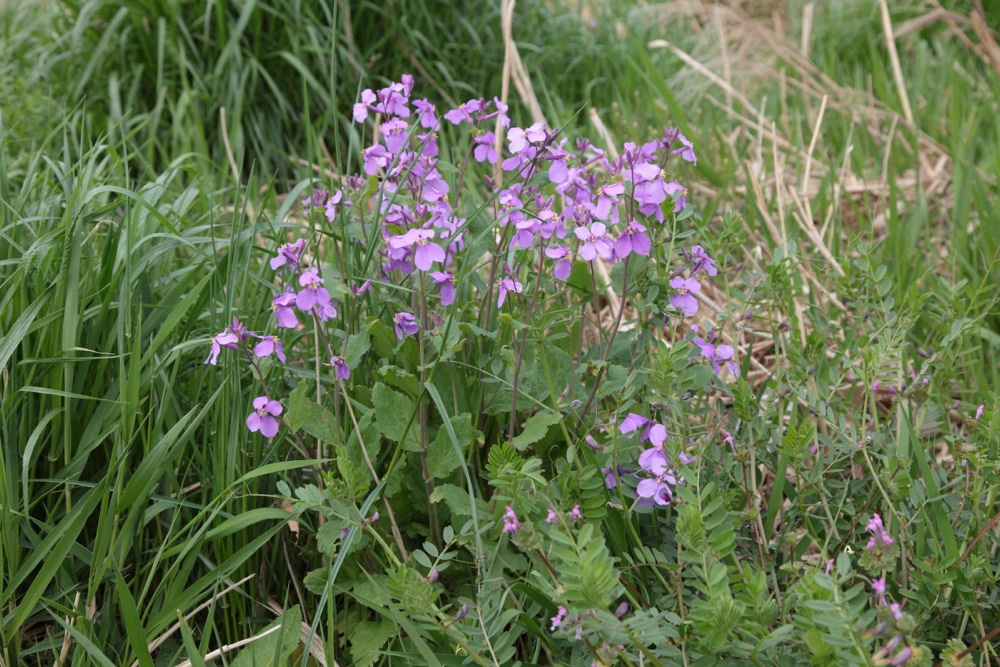 多摩川の草花