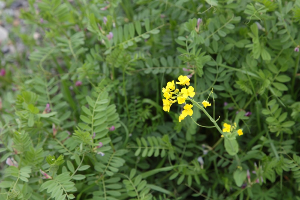 多摩川の草花