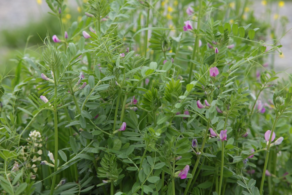 多摩川の草花