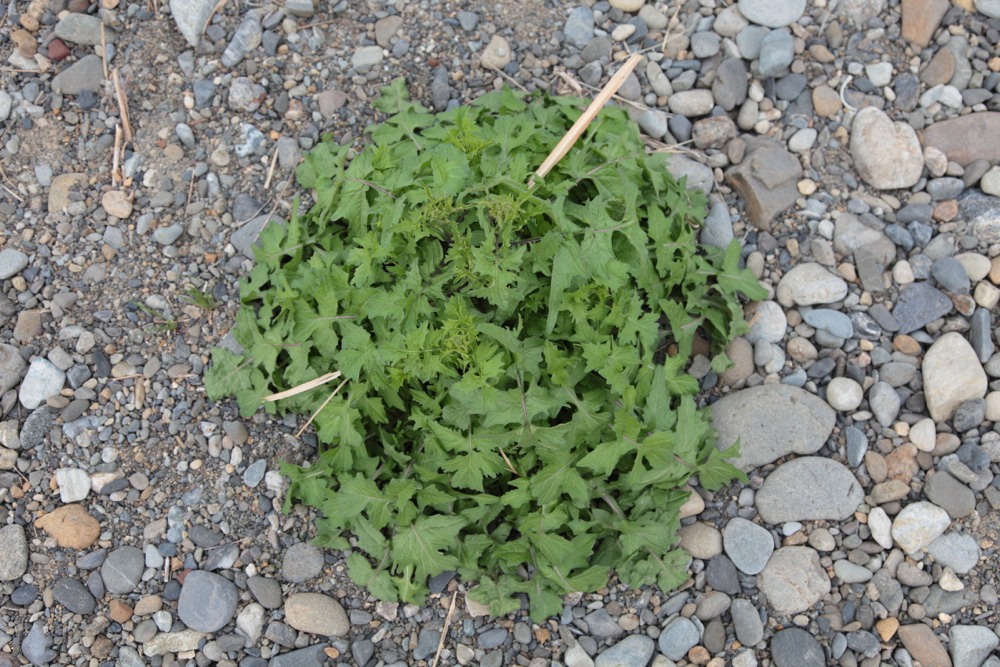 多摩川の草花