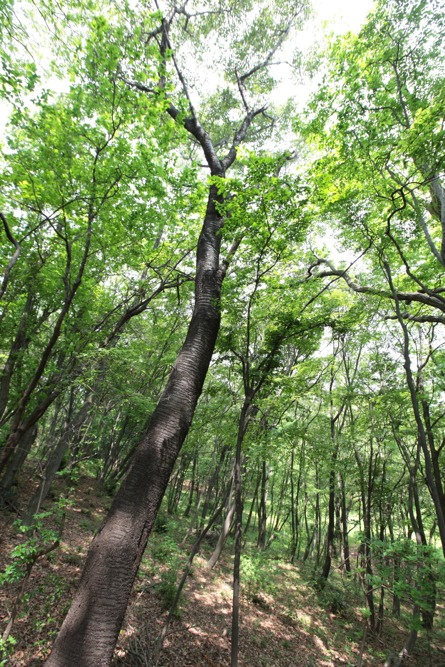 初夏 緑いっぱいの城山公園