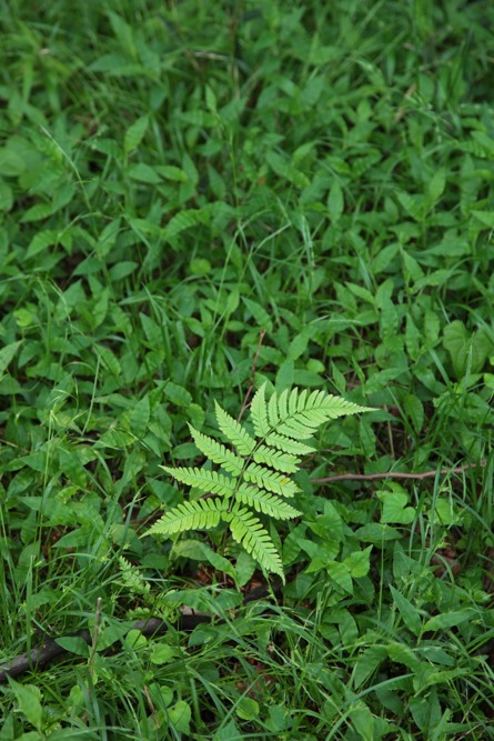 大丸公園の植物 シダ