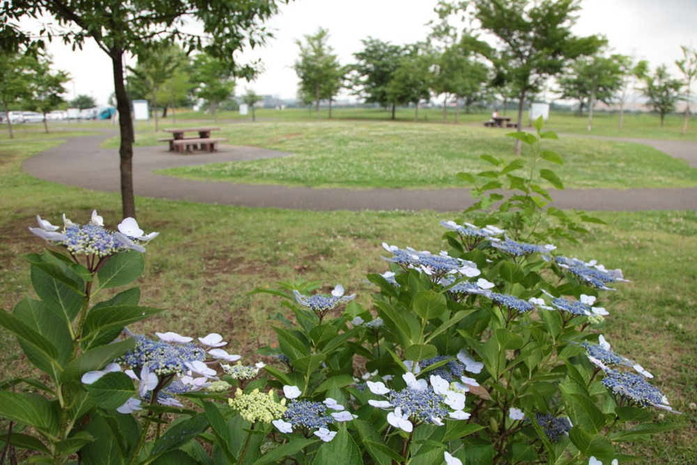 北緑地公園の紫陽花