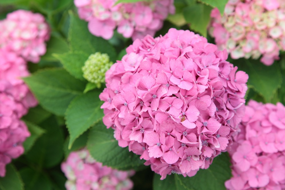 北緑地公園の紫陽花