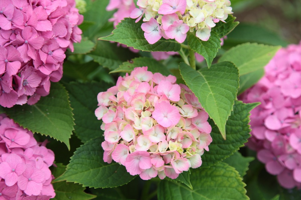 北緑地公園の紫陽花