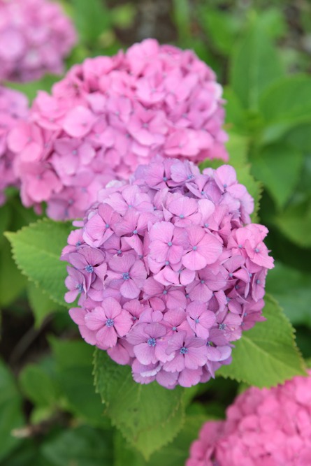 北緑地公園の紫陽花