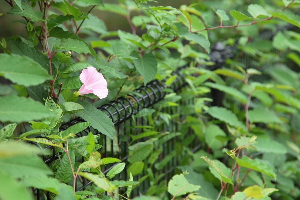 北緑地公園の花