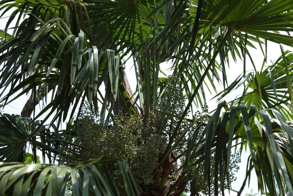 アカシアの並木道にあった植物