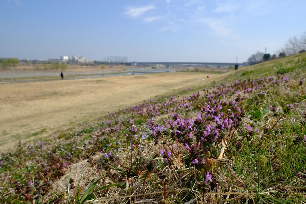 小さな春