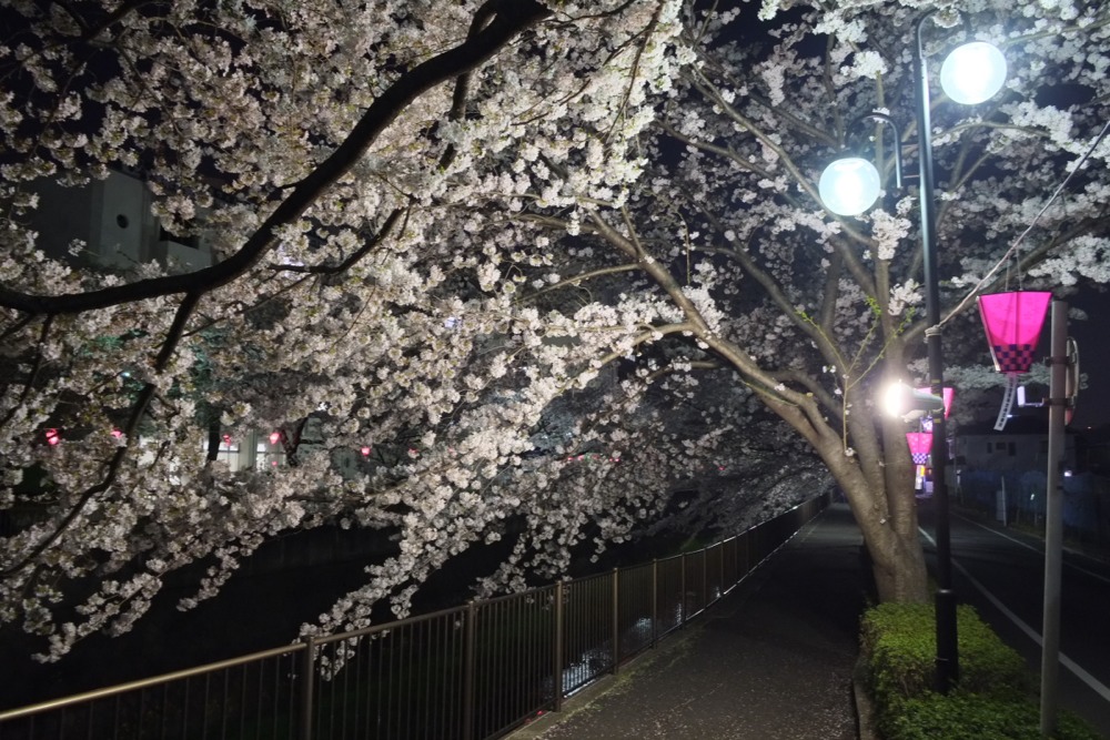 ライトアップされた三沢川沿いの桜並木