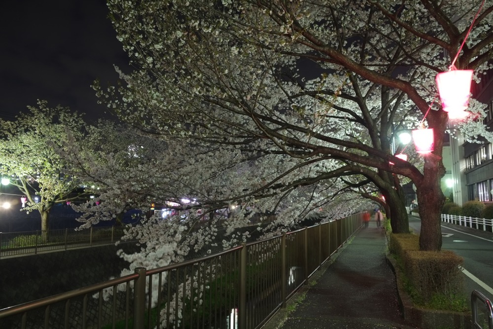 ライトアップされた三沢川沿いの桜並木