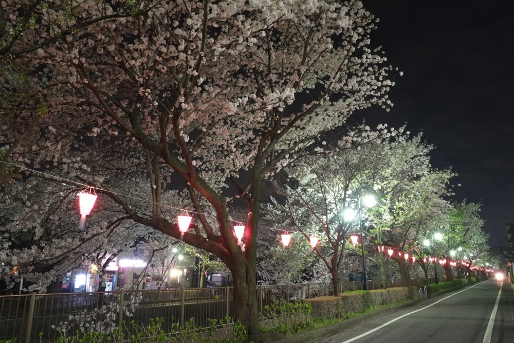 ライトアップされた三沢川沿いの桜並木