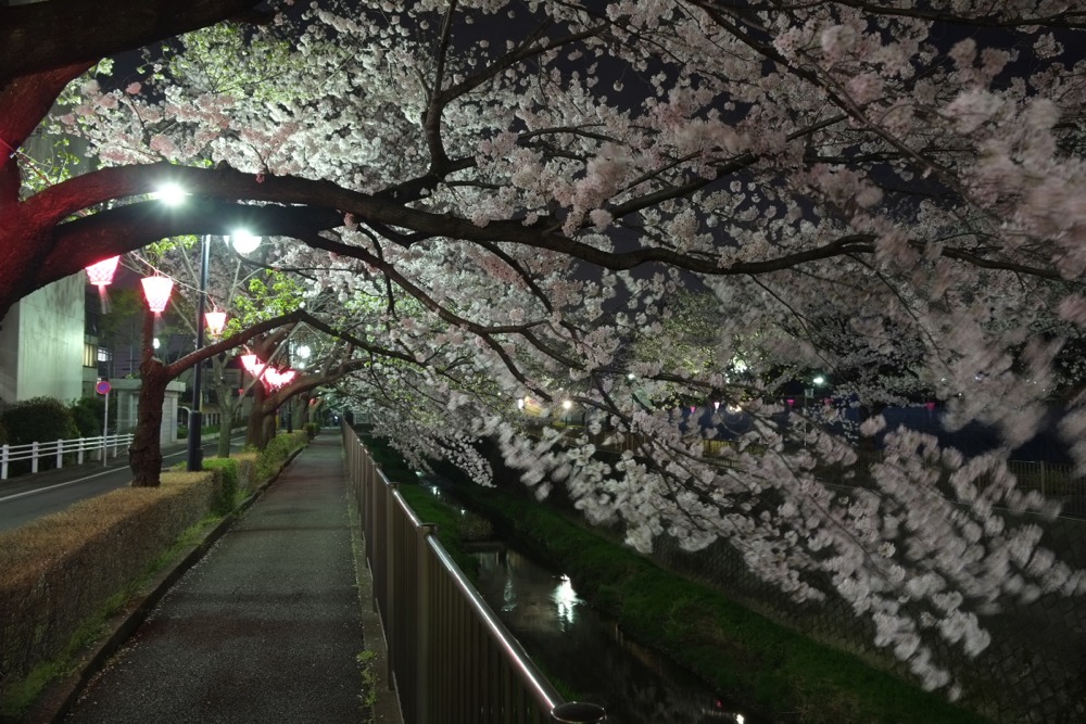 ライトアップされた三沢川沿いの桜並木