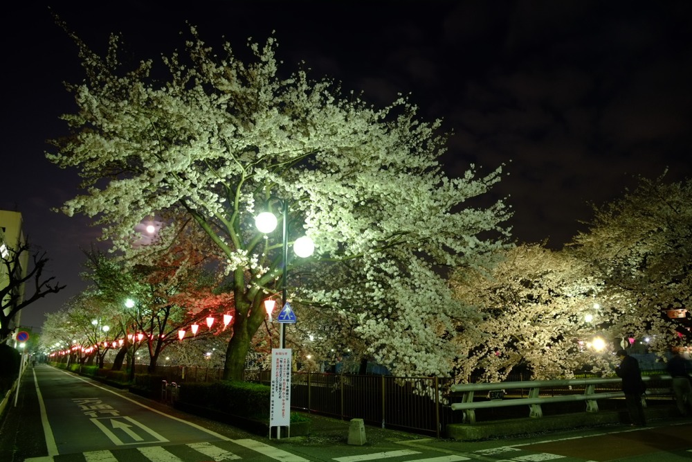 ライトアップされた三沢川沿いの桜並木