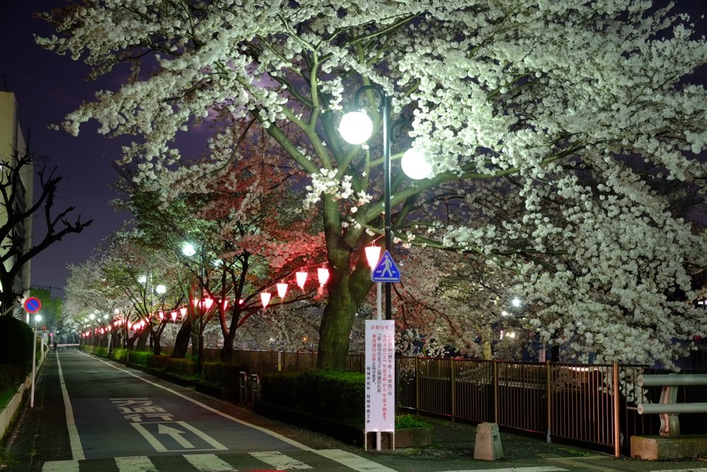 ライトアップされた三沢川沿いの桜並木