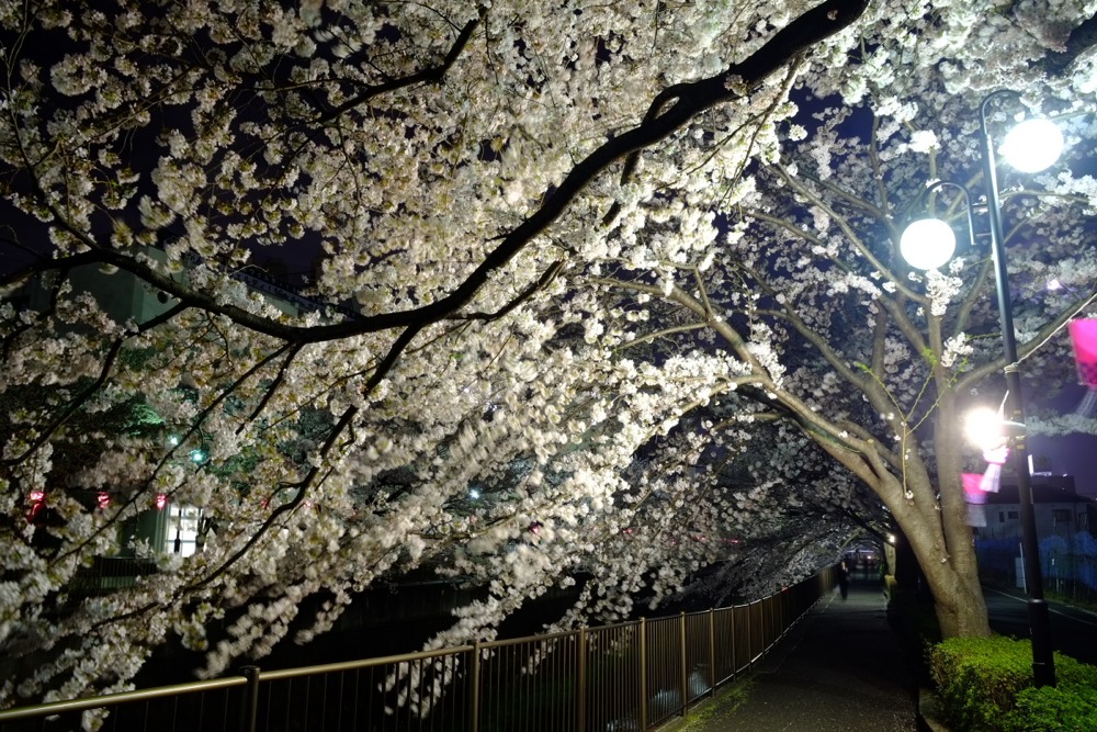 ライトアップされた三沢川沿いの桜並木