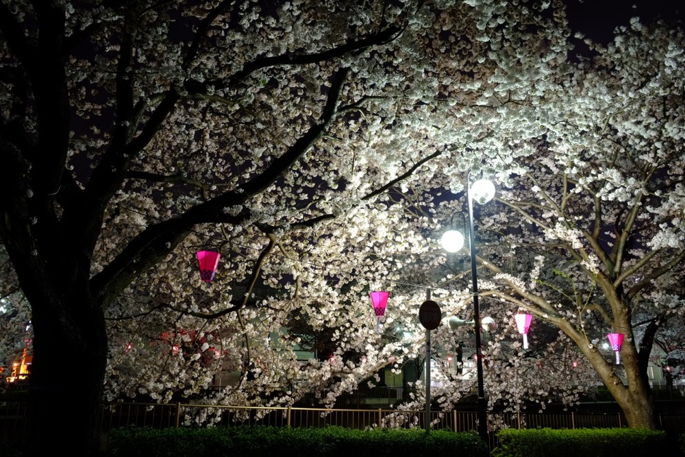 ライトアップされた三沢川沿いの桜並木