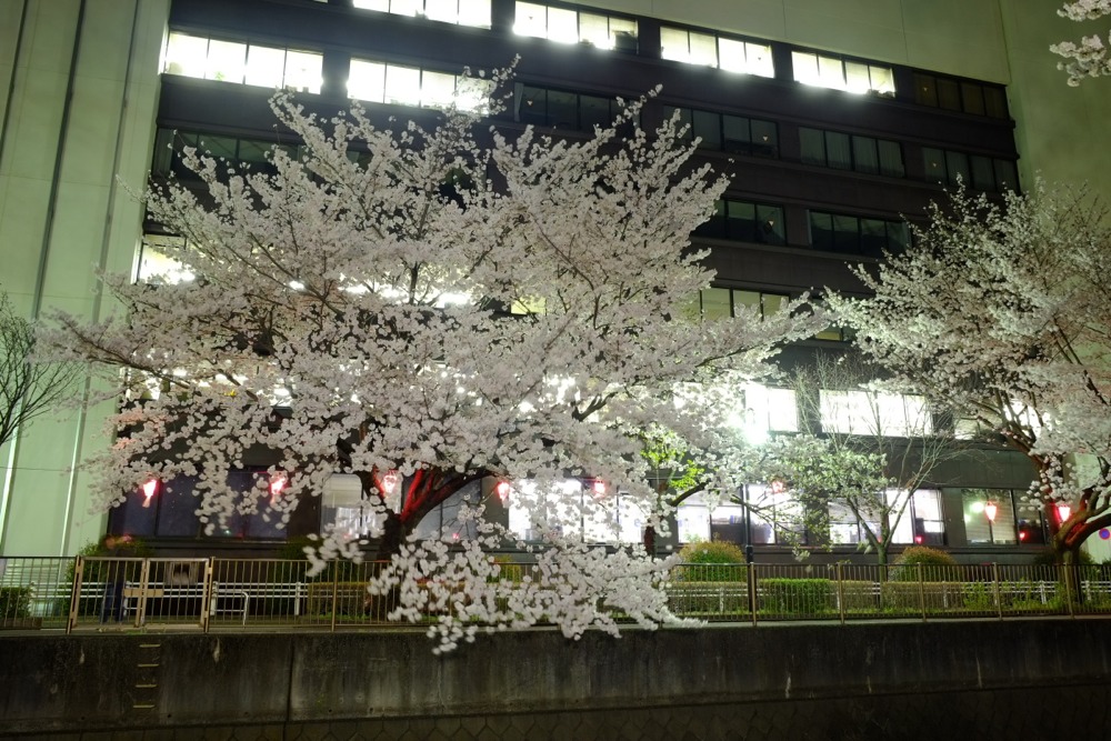 ライトアップされた三沢川沿いの桜並木