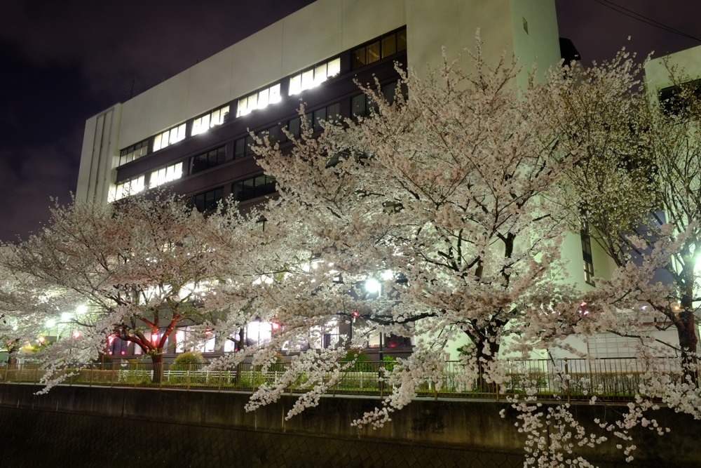 ライトアップされた三沢川沿いの桜並木