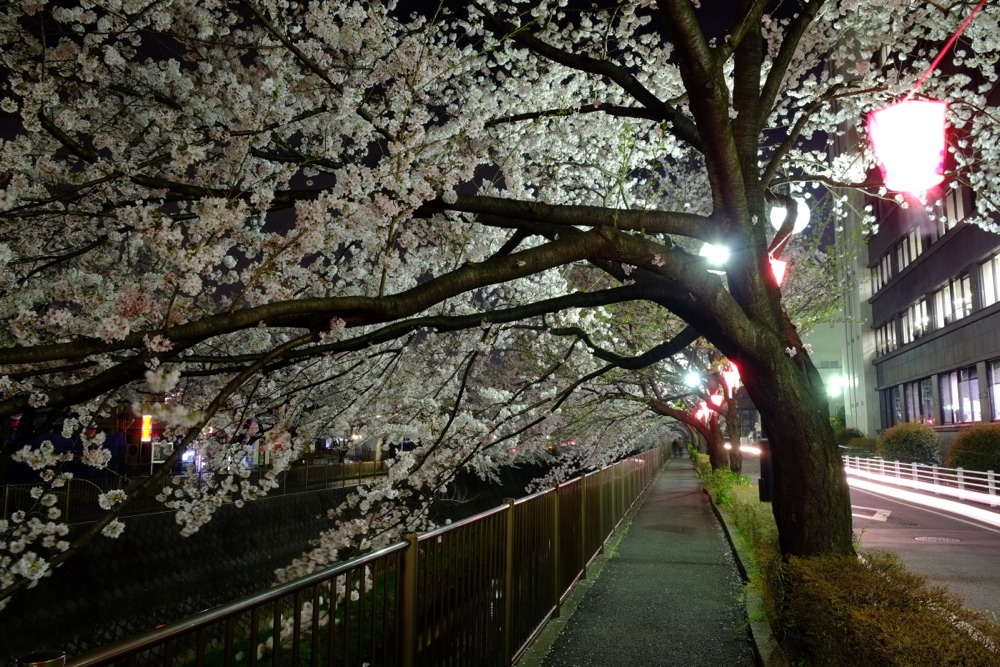 ライトアップされた三沢川沿いの桜並木