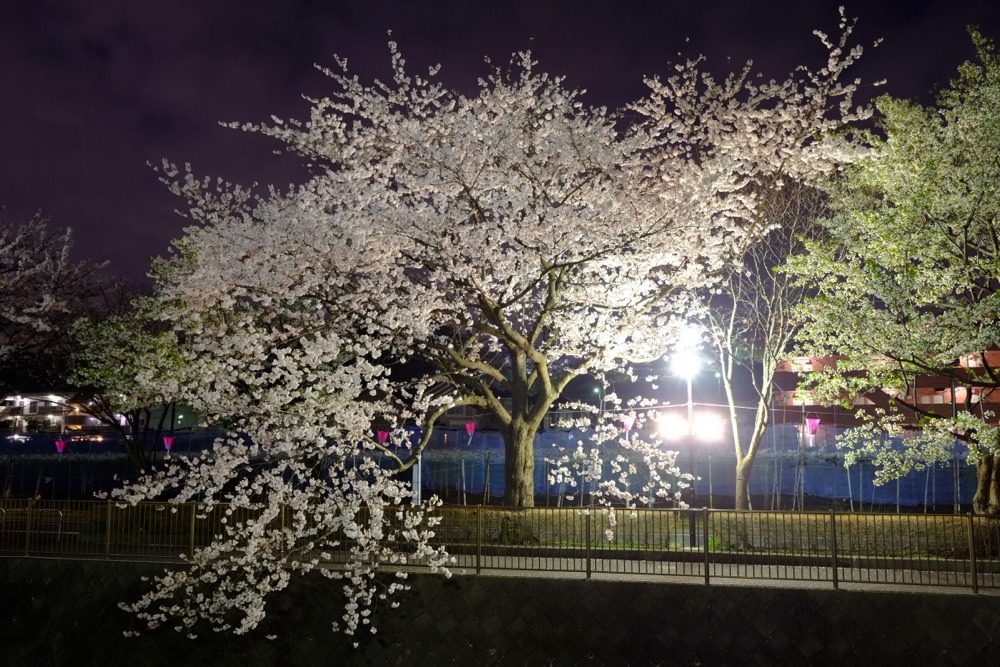 ライトアップされた三沢川沿いの桜並木