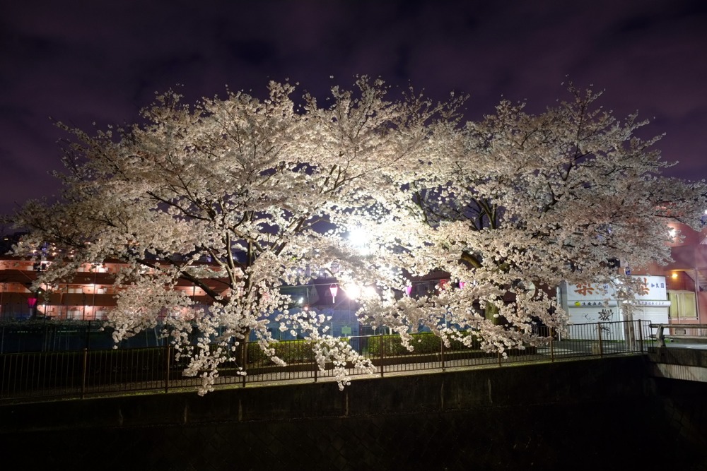 ライトアップされた三沢川沿いの桜並木