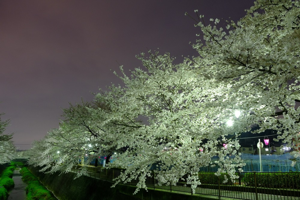 ライトアップされた三沢川沿いの桜並木