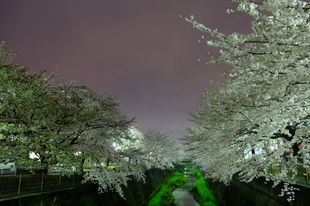 ライトアップされた三沢川沿いの桜並木