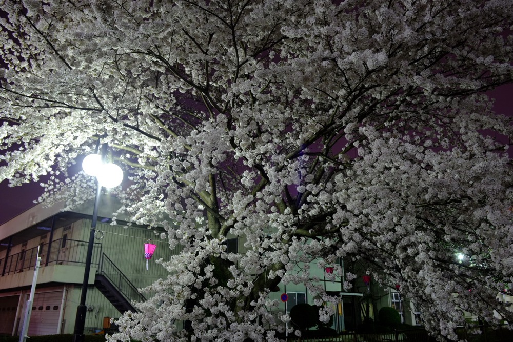 ライトアップされた三沢川沿いの桜並木