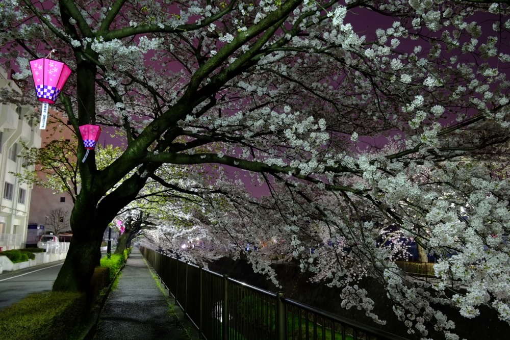 ライトアップされた三沢川沿いの桜並木